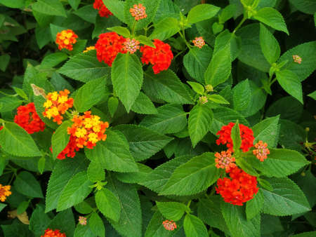 Blooming Lantana flowers in winter season with green leaves