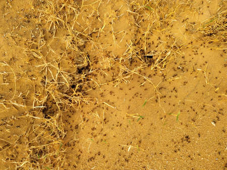 Ants. Termitnik. Soil texture. Ants in their natural habitat. Ants are working