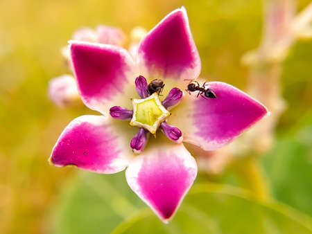 Pink Giant calotrope wild flower close upの写真素材