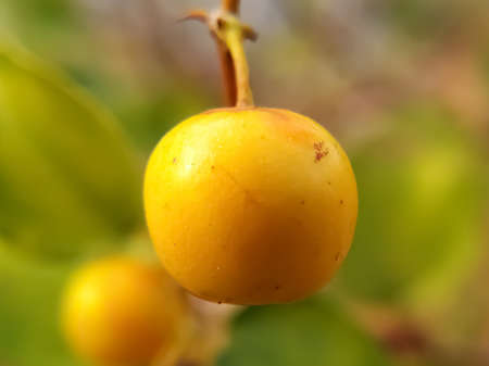 indian jujube or ber fruit on a natural backgroundの写真素材