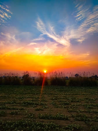 Landscape with nice sunset over mustard plants field and Ravenna Grass - Saccharum ravennae - ornamental grass
.Composition of natureの写真素材