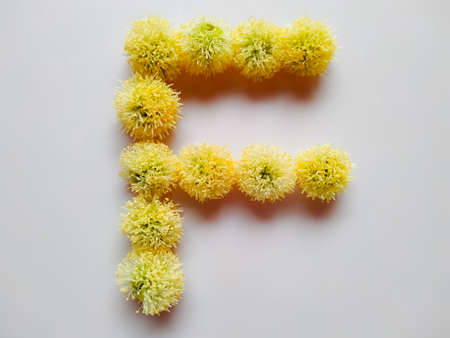 Letter F alphabet made with Leucaena leucocephala or river tamarind flowers over white backgroundの写真素材