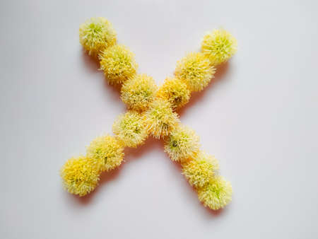 Letter X alphabet made with Leucaena leucocephala or river tamarind flowers over white backgroundの写真素材