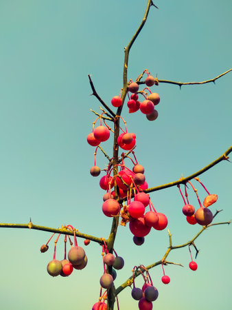 Fruits of Caparis decidua hanging on a branch on a Haze background in winter season