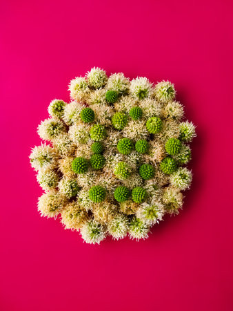 Collect Leucaena leucocephala or river tamarind flowers on a pink background