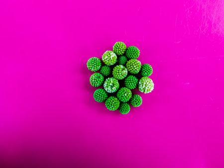 Leucaena leucocephala or river tamarind green flowers on a  pink background