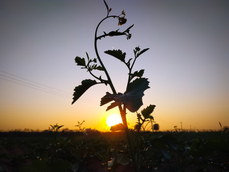 Amazing sunset through the mustard plantsの写真素材