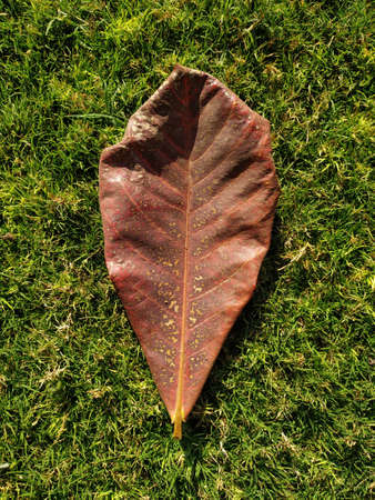 the dry leaves of Terminalia catappa on the green grass background