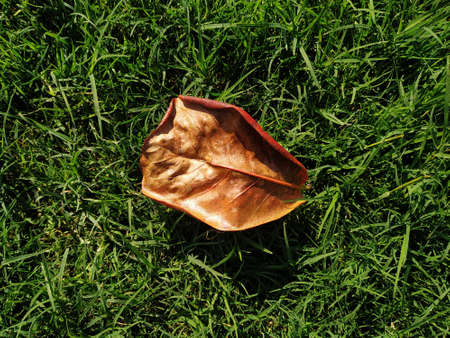 the dry leaves of Terminalia catappa on the green grass background