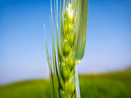 close-up of young wheat in the background of the field, in Rajasthan Indiaの写真素材