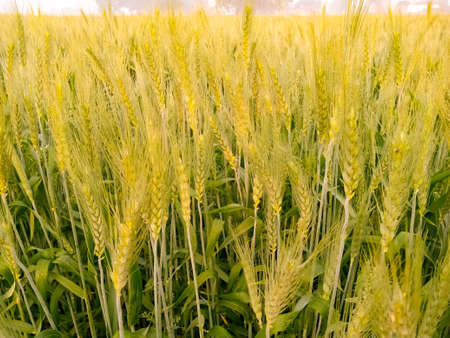 Agricultural field on which grow immature cereals, wheat.の写真素材