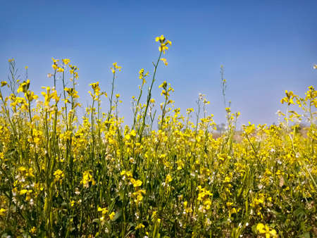 Wide angle view of a beautiful field of bright yellow mustard flowers or rapeseed in front of a...