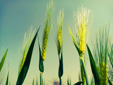 Young wheat growing on the backdrop of the sky.の写真素材