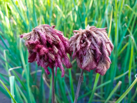 Red flowers, Red cockscomb (Celosia argentea L.) in soft blur style, with Green plants in the...