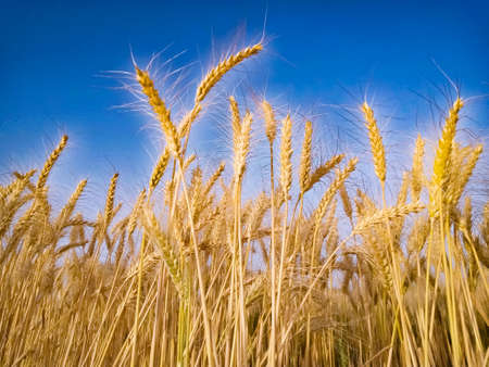 yellow wheat ears on the field on background blue skyの写真素材
