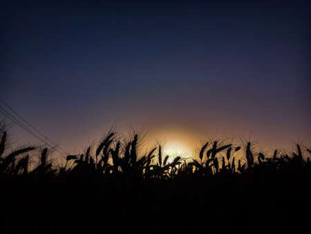 wheat field at sunset