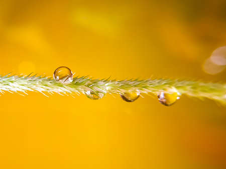 Water drops after rain on the grass macro photoの写真素材