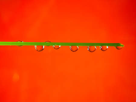 water drops on grass stalk on red backgroundの写真素材