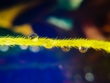 beautiful water droplets on the wild grass surface with bokeh background.の写真素材