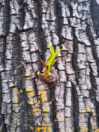 New development and renewal as a business concept of emerging leadership success as an old cut down tree and a strong seedling growing in the center trunk as a concept of support building a future.の写真素材