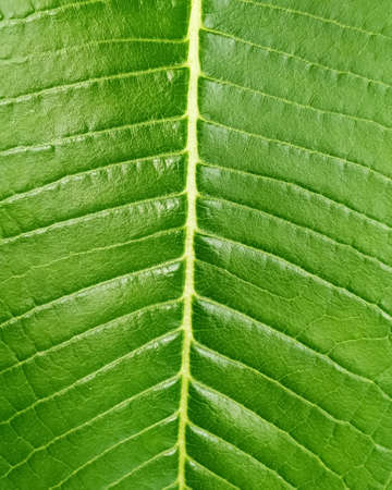Big green leaf, full frame