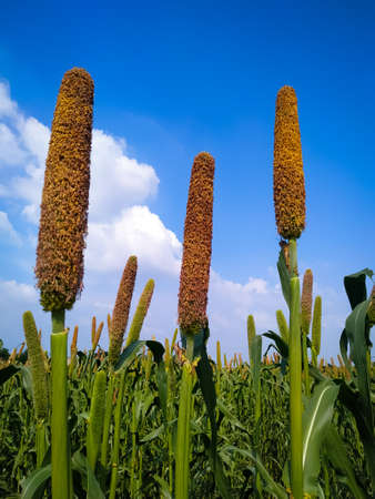 A millet ears growing against blue sky with white cloudsの写真素材