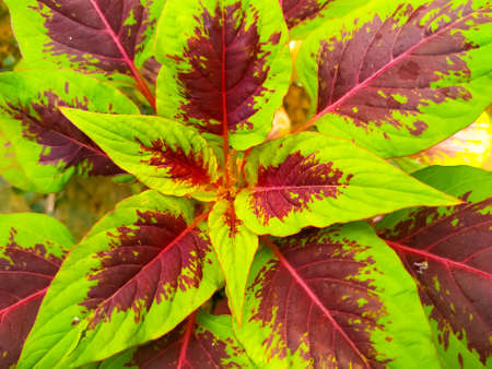 A colorful coleus plant leaves