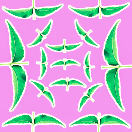 A set of Azadirachta indica or Neem leaves isolated on Pink background