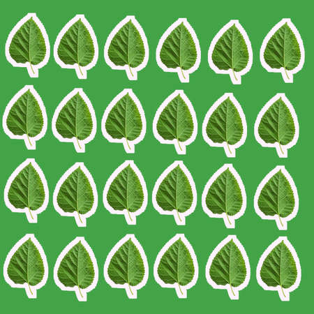 A seamless background with mulberry green leavesの写真素材