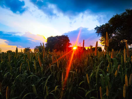 Millet ears at sunset against the blue sky with Bodhi trees in the field. Rain time of the seasonの写真素材