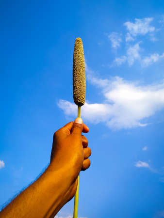 hand holding a millet ear on blue sky background with white cloudsの写真素材