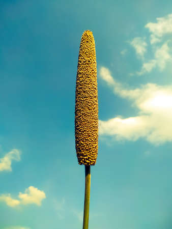 millet ear on blue sky background with white cloudsの写真素材