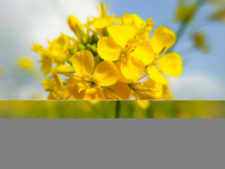 A close up shot of mustard flowerの写真素材