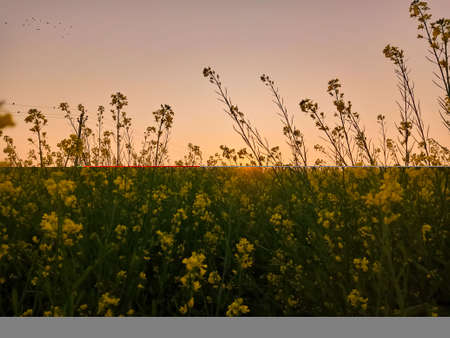 Mustard flowers blossom in the field with winter evening Sunset viewの写真素材