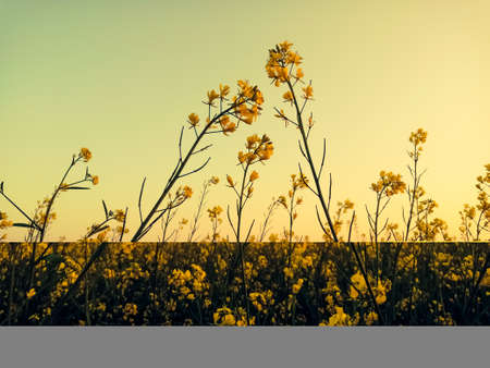 Beautiful Evening view between the mustard flowersの写真素材