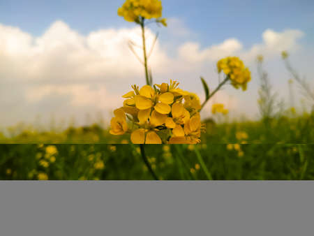 Closeup of yellow blossoming black mustard plants against a blue sky with white clouds. It is a sunny day in the winter season.の写真素材