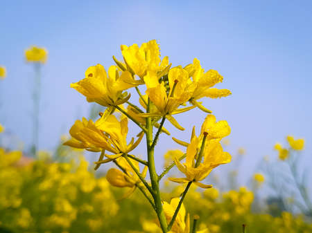 Mustard flowers with dew drop on the petals in morning daylight against blue sky background