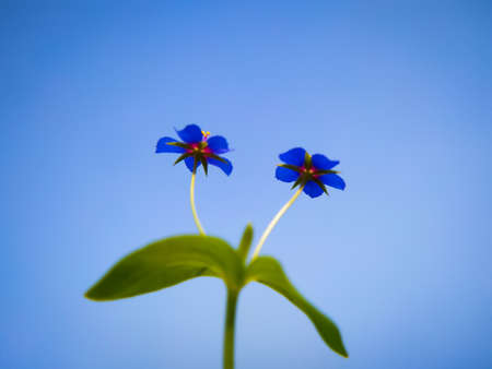 Blue little wild Lysimachia foemina flowers on blue sky backgroundの写真素材