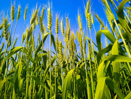 A green wheat crop growing in field
