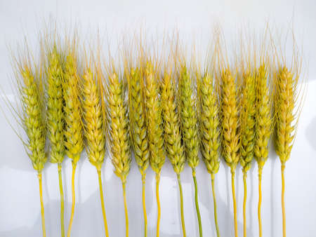 Yellow wheat ears isolated on white backgroundの写真素材