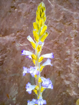 Orobanche ramosa, Branched Broomrape. Wild plant shot in spring.の写真素材