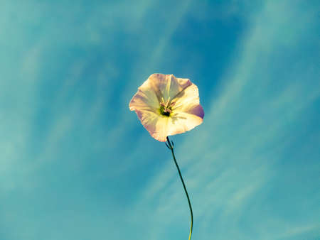 A vertical shot of beautiful on bindweed flower against a haze skyの写真素材