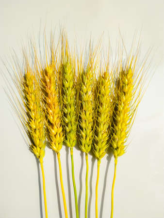Wheat ears isolated on white backgroundの写真素材