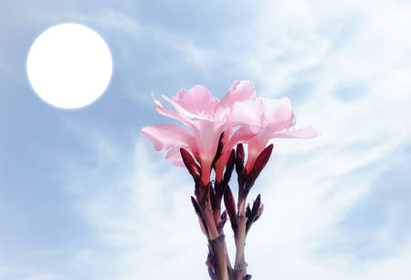 A full moon on the sky with nerium oleander flower at dayの写真素材