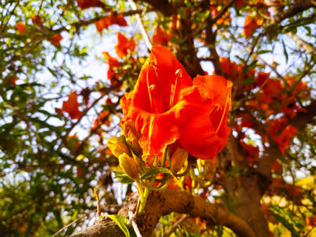 A Selective focus low angle shot of a tecomella Undulata flower with young branch and the skyの写真素材