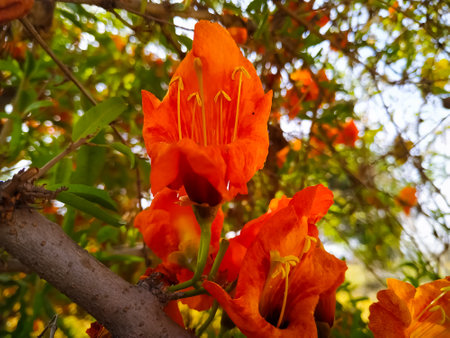 Beautiful closeUp view yellow tecomilla Undulata flowers and flower buds selective focus