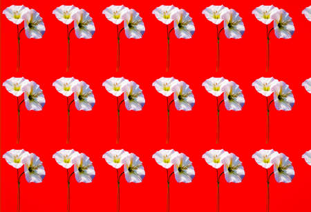 3D rendering seamless pattern with beautiful bindweed flowers