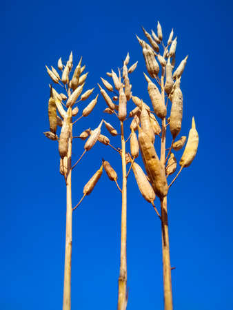 Ripe yellow mustard pods on a blue sky background. Selective focusの写真素材