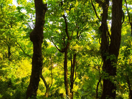 Sun shining through trees in the summer sun