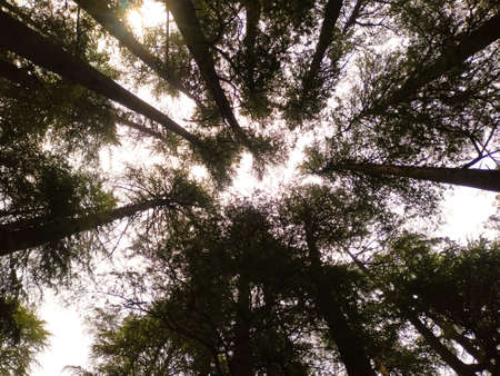 The summer spring sun shining through the canopy of pine treesの写真素材